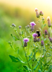 Samen de bijenpopulatie versterken door 'Bijenkennisnet'