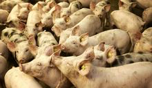 Steun oproep aan Tweede Kamer: Behoud dierrechten en melkquota
