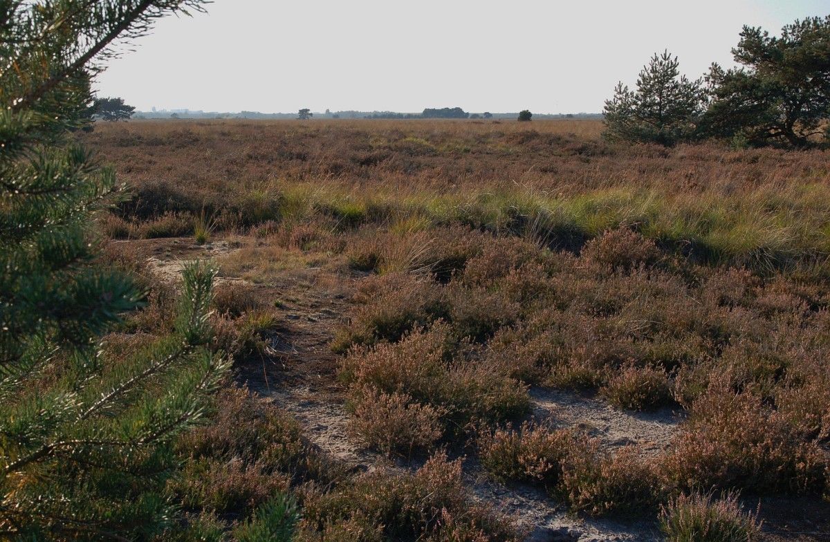 Laat Limburgse natuur niet stikken