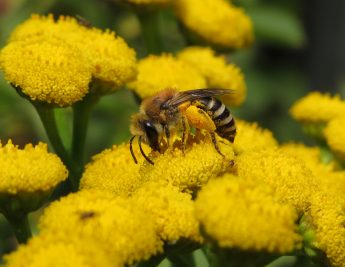 Groene Bondgenoten bouwen samen aan een Limburgs netwerk van bijenburchten