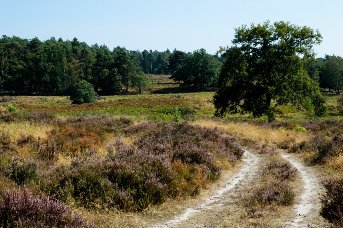 Staatsbosbeheer komt met herstelplan voor De Meinweg
