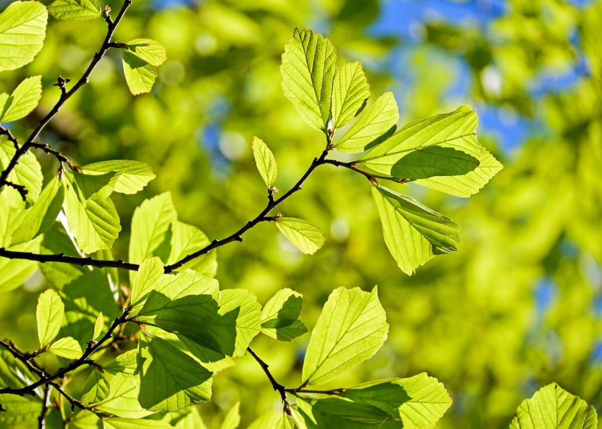 Bomenplatform: Samen 1 miljoen bomen planten in Limburg