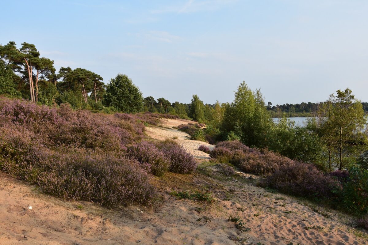 Natuurorganisaties manen de provincie Limburg snel werk te maken van stikstofreductie