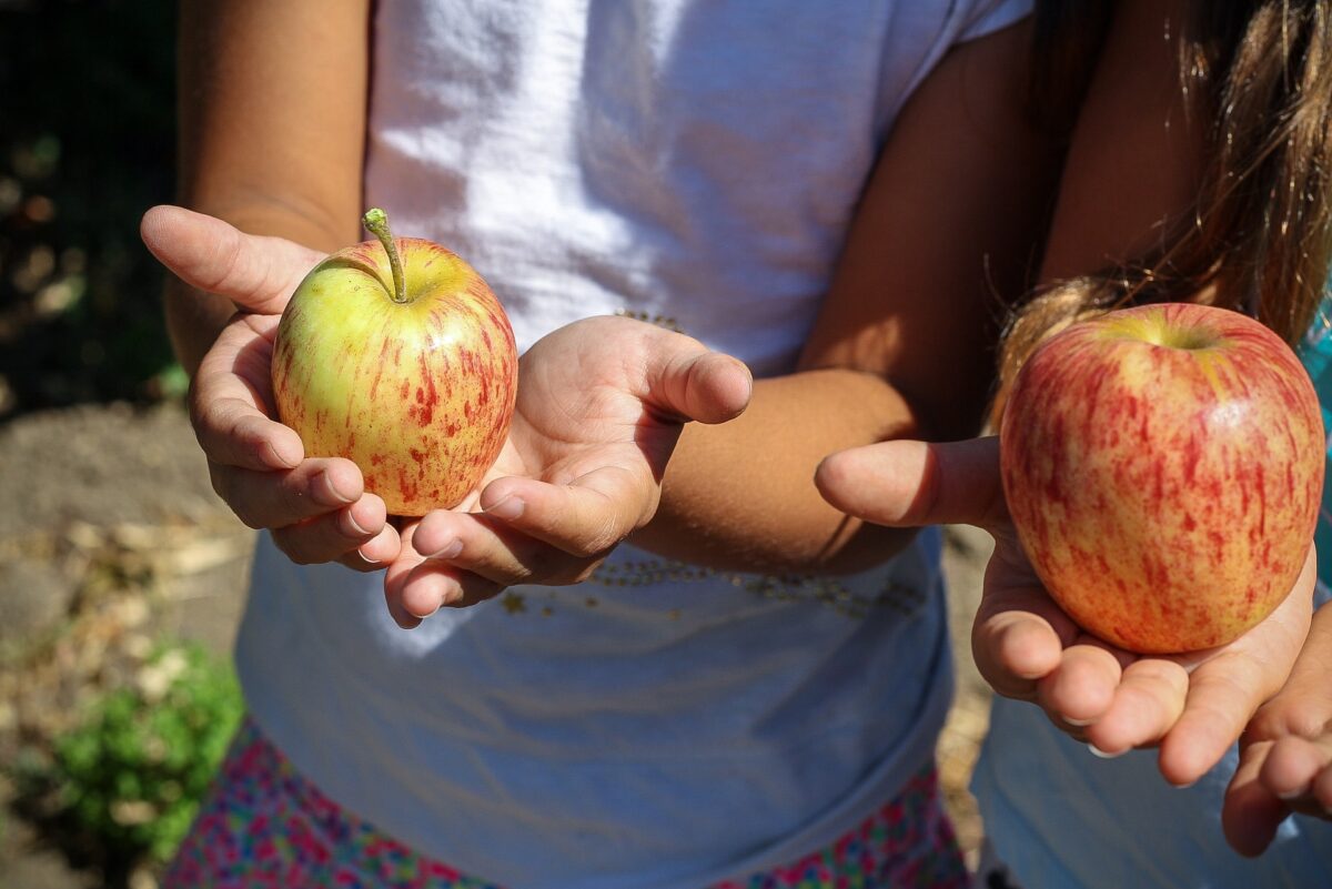Manifest Gezonde Voeding: meer groenten en fruit en minder frisdrank en vlees