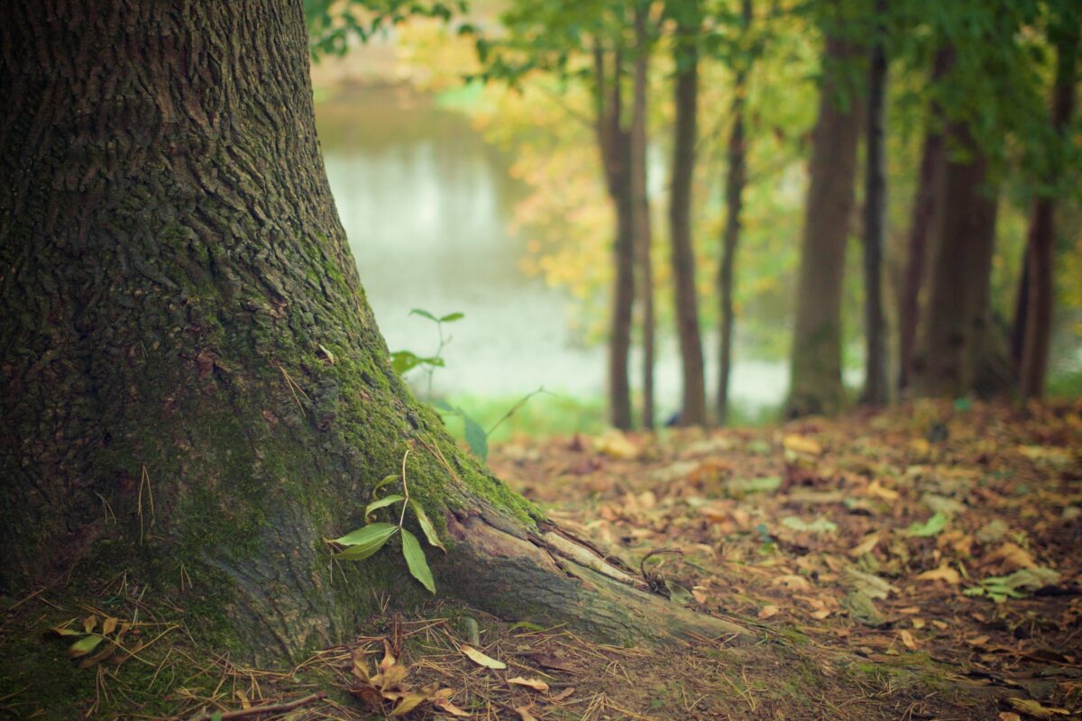 Natuur en Milieufederatie Limburg steunt bezwaar Stichting Groen Weert tegen afsterven 100 bomen