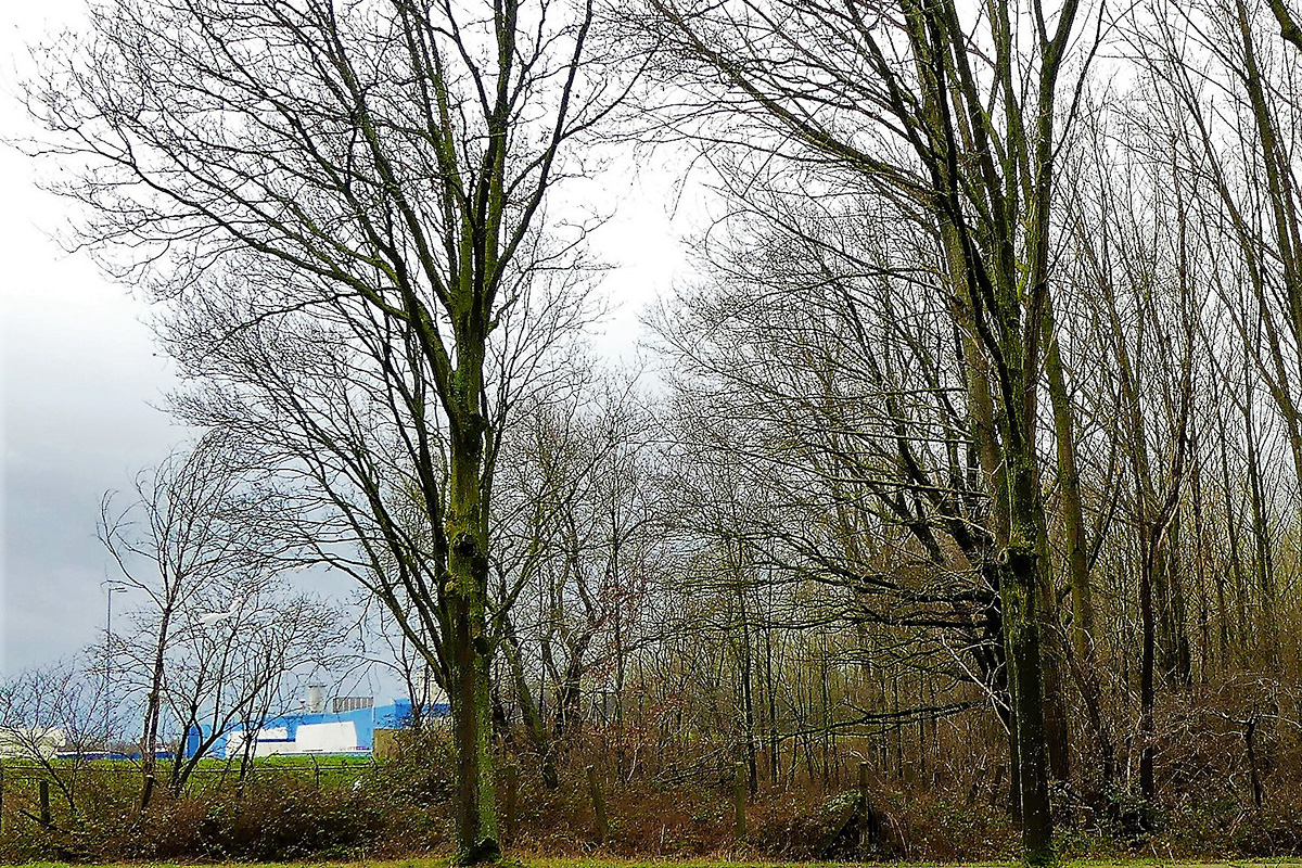 Sterrebos in de schijnwerpers