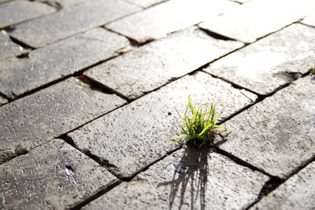 Patroon van straatklinkers met een solitair groen grasplukje