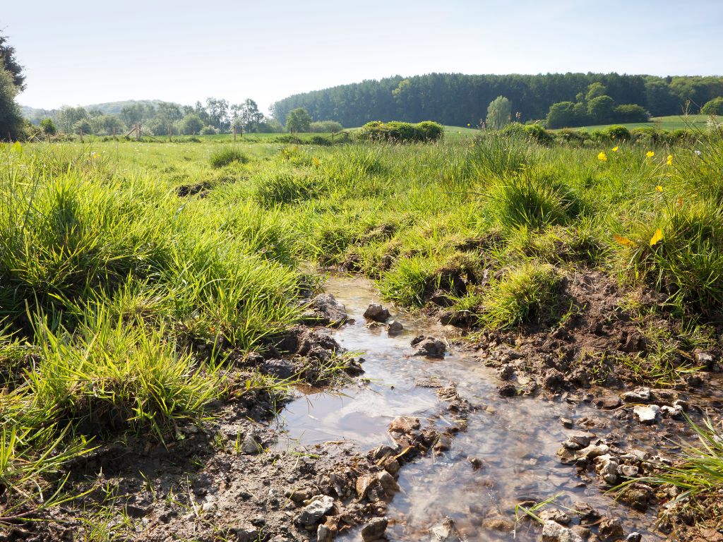 Een jaar na de watersnood: 4 veldexcursies hoe de natuur helpt droge voeten te houden in Limburg