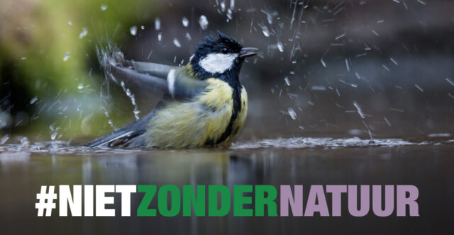 Koolmees neemt een bad #nietzondernatuur 