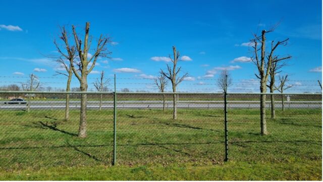 Verminkte bomen langs de A73 ter hoogte van Roermond. Foto: John van den Berg. 