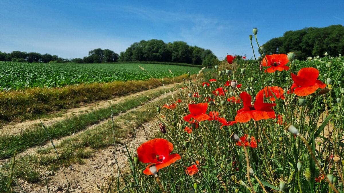 Maand van het Natuurboek