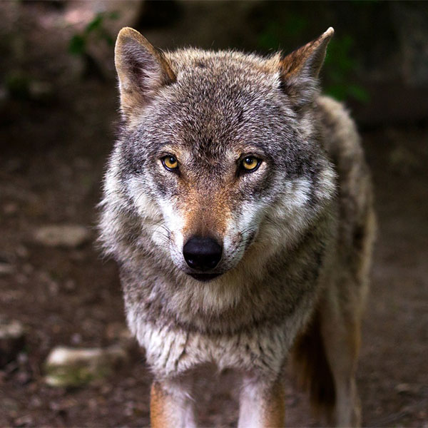 De Wolf in Limburg