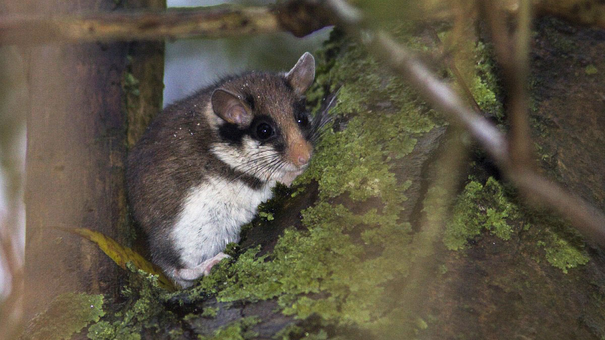 Meld je aan voor het Webinar ‘De staat van de natuur in Limburg'