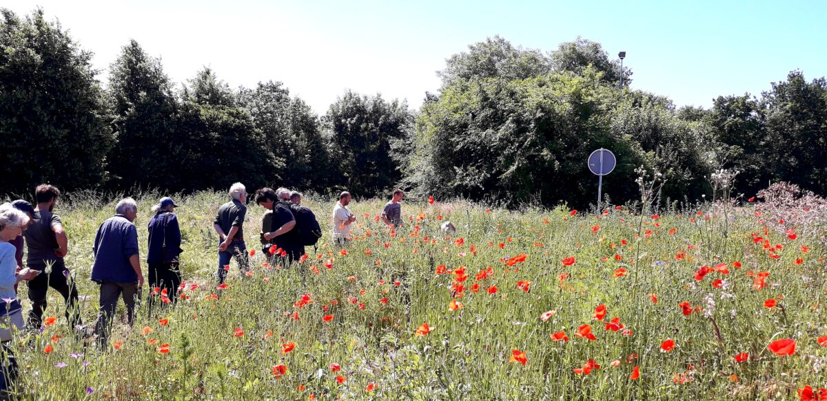 Excursie langs bijenhotspots in Maastricht