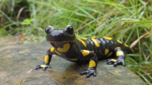 Vuursalamander