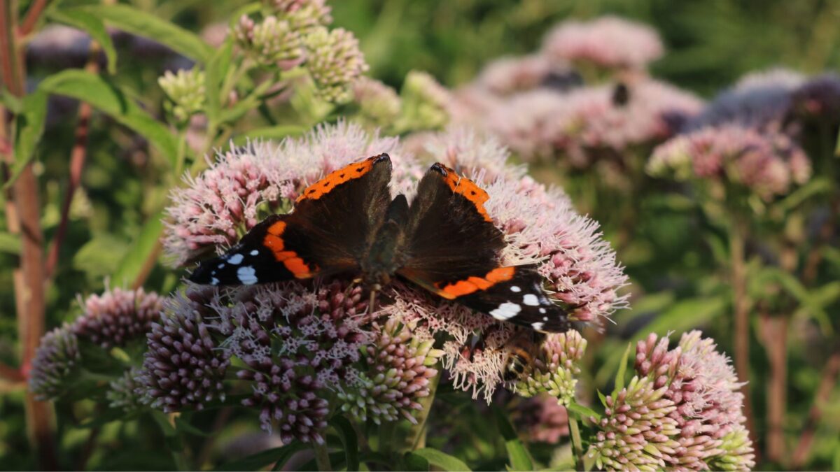 Iedere tuin telt, tel je ook mee?
