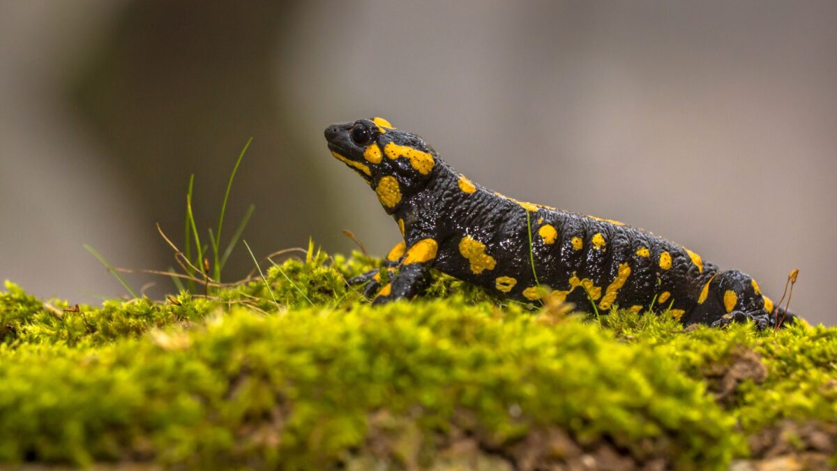 Vuursalamander
