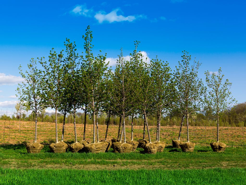 Gemeente Beesel deelt gratis boompjes uit
