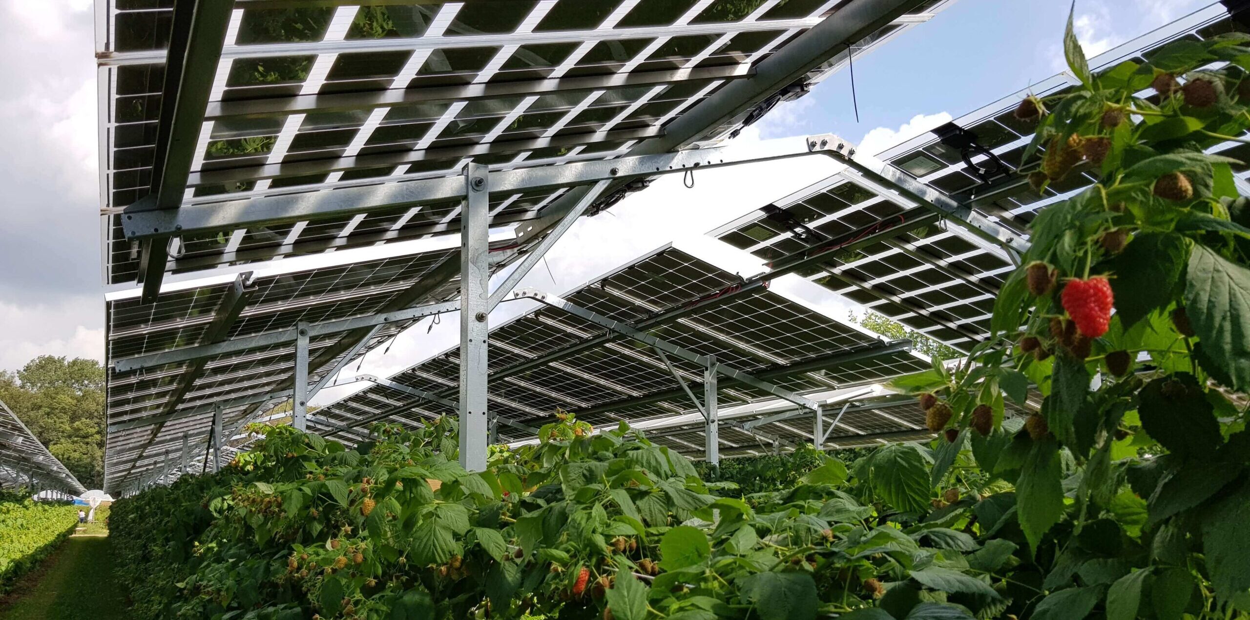 Natuurinclusieve zonnepanelen