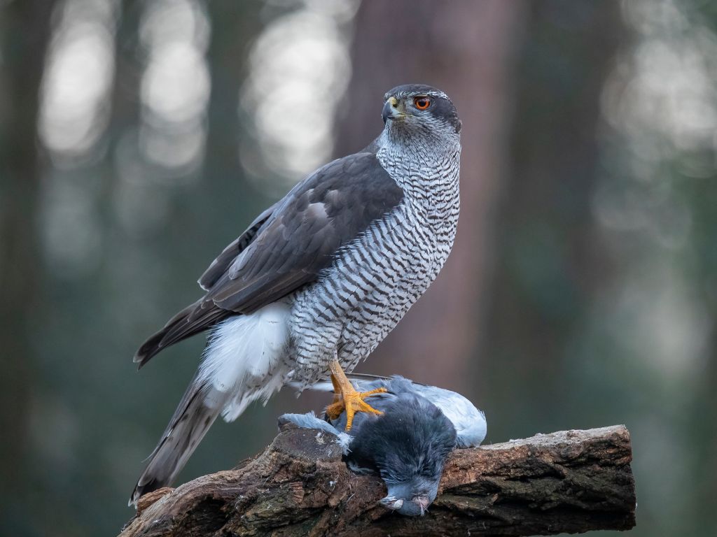 Bezorgd over impact woonwijk Melickerveld op natuur