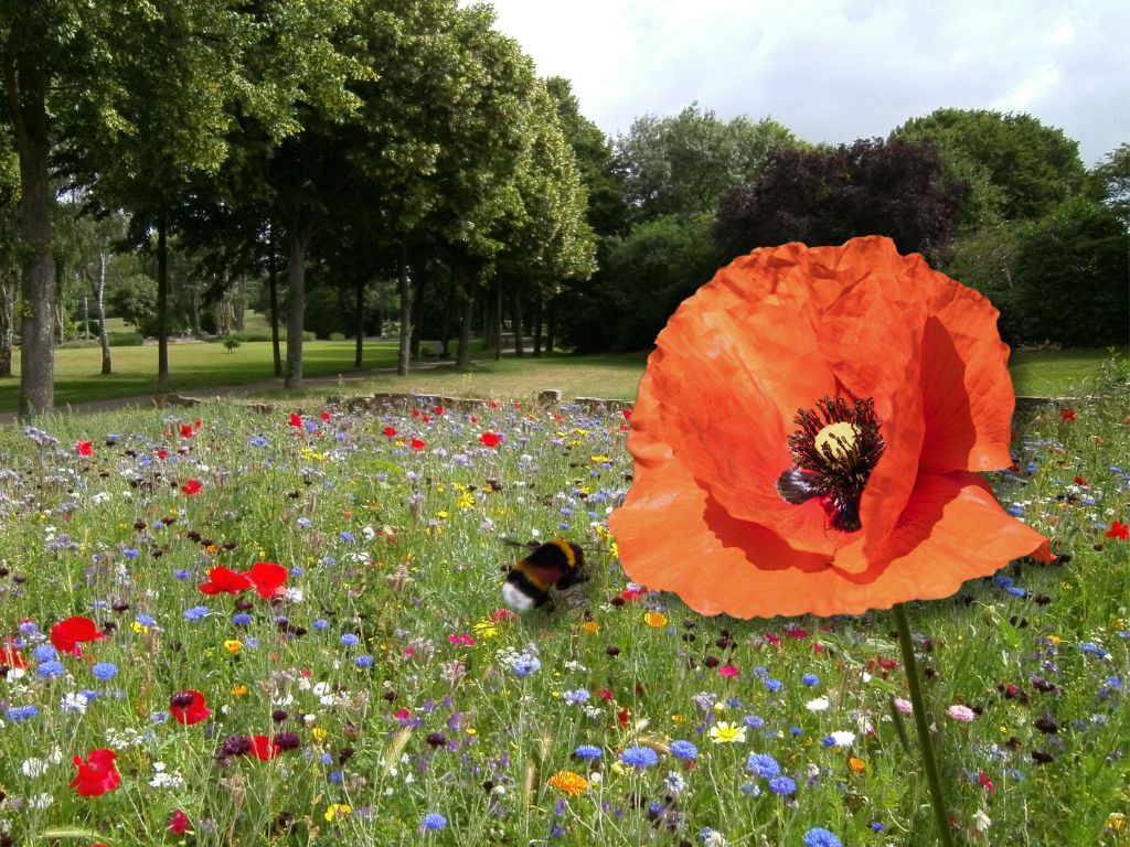Spot de zoemers in jouw buurt! Gratis Zoem Zone Workshop op 1 augustus