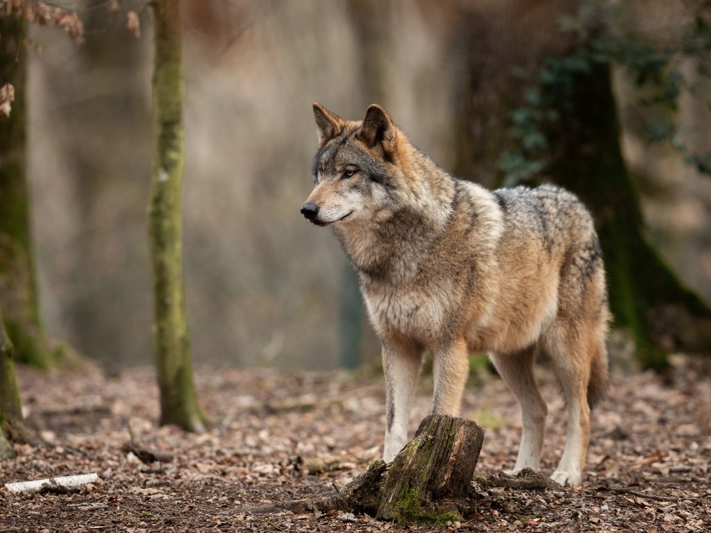 Beschermingsstatus van wolven in Europa verlaagd