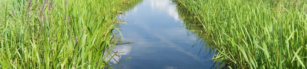 Limburg kreunt onder droogte – maar wie krijgt nog water?