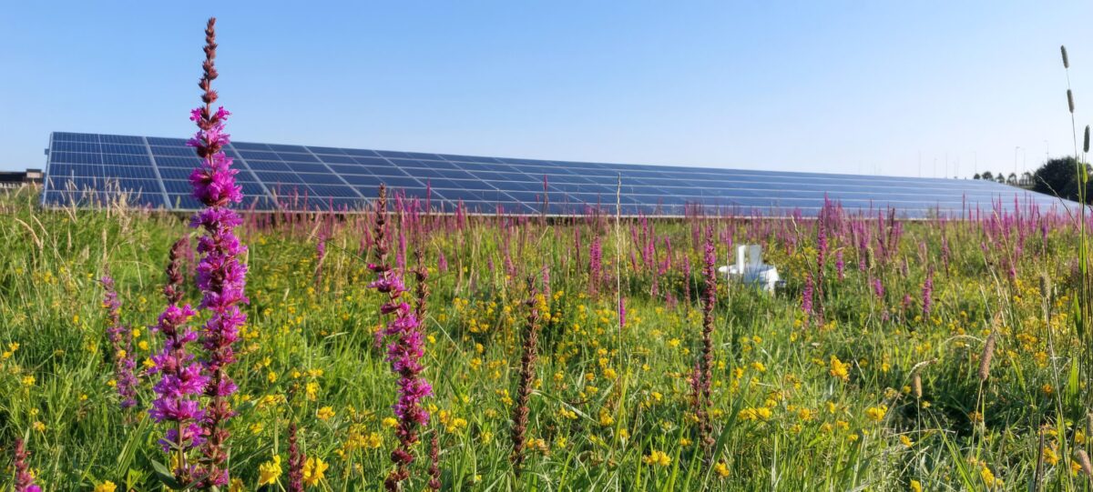 Nieuw kwaliteitslabel voor natuurinclusieve zonneparken: Eco Certified