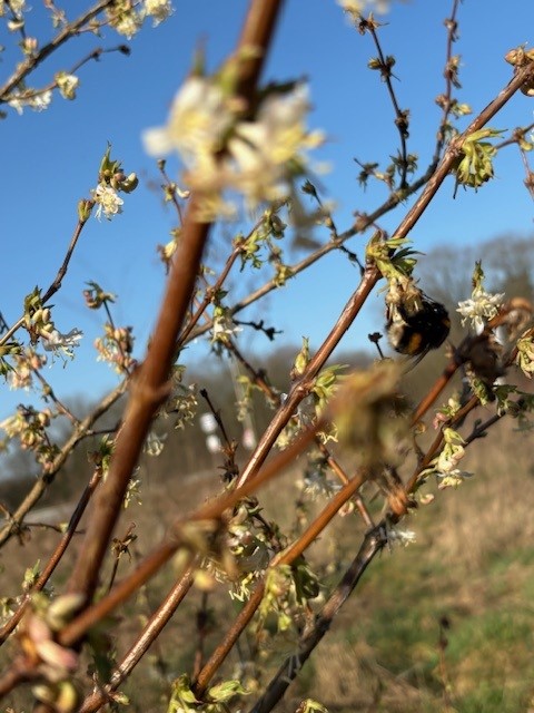 Bijenburchten overal