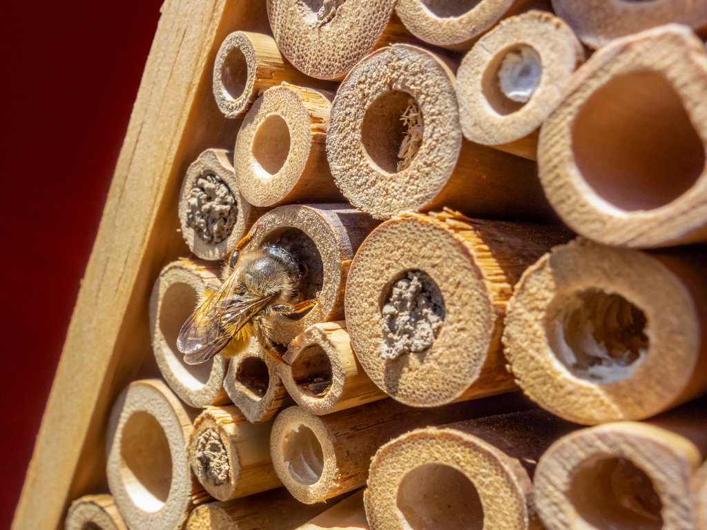 Meetbare Biodiversiteit met BeeGrateful