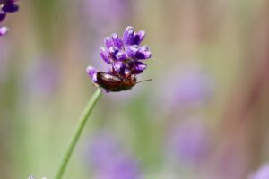 kever op bloem